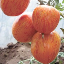 Редкие сорта томатов  КУРОЧКА РЯБА   
